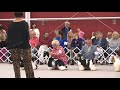 PBJ's Parti Swag At The 2017 ASC Cocker Spaniel National Specialty PBJ's Parti Swag At The 2017 ASC Cocker Spaniel National Specialty