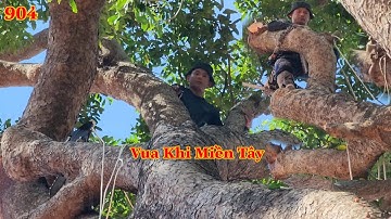 Choáng ngợp với phần thân cây Xà Cừ , Vua Khỉ đã làm gì để cưa đôn đọt ? (1/3) Cutting nacre tree