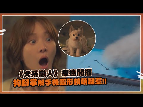 【犬系戀人】 朴圭瑛在學生面前變成小狗?! 還用狗腳掌解手機鎖簡直太萌!!