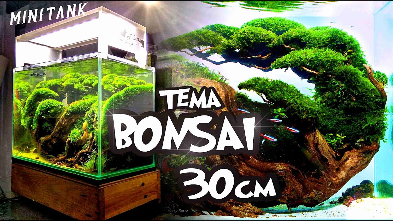 Small Aquarium Driftwood Bonsai Tree .Rasio aquascape  YouTube