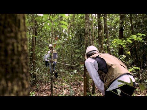 Inventário Florestal Nacional - Conhecer para conservar