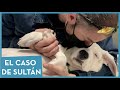 EL CASO DE SULTÁN 🐕  Urgencias veterinarias
