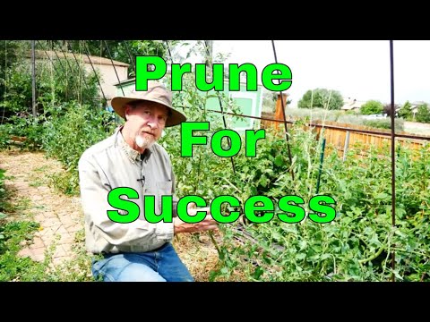 how-to-prune-tomatoes-for-the-best-harvest