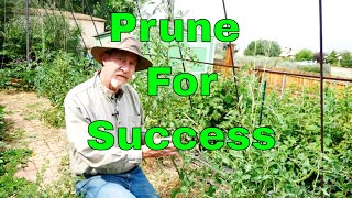 How to Prune Tomatoes for the Best Harvest