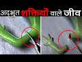 7 जानवर जिनके पास अधभुत शक्तियाँ है 7 Animals Who Have Superpowers