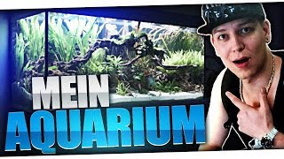 Mein 400 Liter Aquarium | MontanaBlack