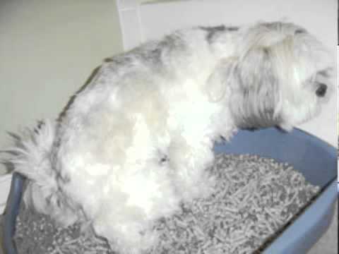 dog using litter box