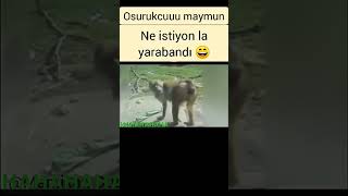 Ne İsti̇yon La Yara Bandi😀