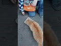 БЕШЕНЫЙ КОТ ДОБИЛСЯ СВОЕГО, УРА!!!!!🤣🤣🤣🤣🤣🤣🥰🥰🥰🥰🥰🥰СУУУУУУУУ!!!!!