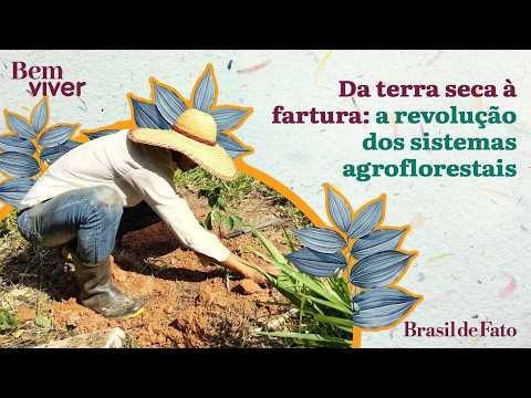 Da terra seca à fartura: A revolução dos Sistemas Agroflorestais | Bem Viver