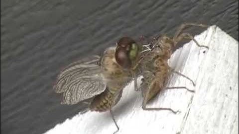 Dragonfly Metamorphosis ~ Video and Music by John Hohnstein ~ Mystic Machine