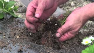 Strawberry Diagnostics: Black root rot field diagnosis