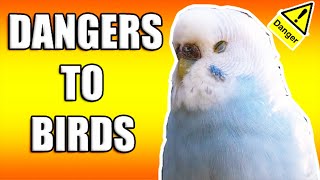 Things that can kill your bird instantly