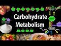 Carbohydrate Structures and Functions in Living Organisms