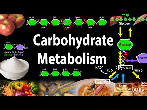 Carbohydrate Structure and Metabolism, an Overview, Animation.