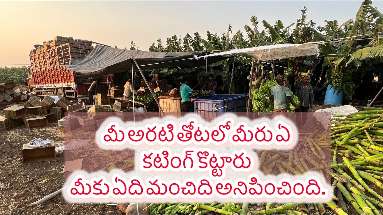 ఆరటి లో మీరు ఏ కటింగ్ కొట్టారు .#trending #banana #agriculture