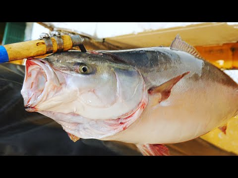 살다살다 이런 대방어는 처음 봤습니다 / 등살도 뱃살인 방어 / Amberjack Cutting, sashimi_Korean food