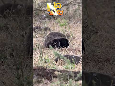 غرير العسل يواجه الكوبرا السامة من سينتصر