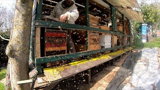 Wie vermehre ich im Frühling schnell die Bienen? /How do I multiply bees quickly in spring?