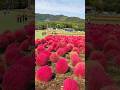 Kochia field at Hirugano Kogen , Gifu ken #autumninjapan  #fall  #autumninasia #nature #japan