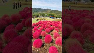 Kochia field at Hirugano Kogen , Gifu ken #autumninjapan #fall #autumninasia #nature #japan