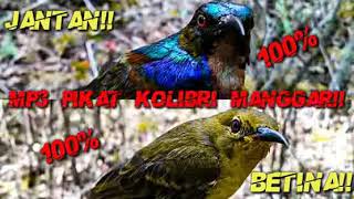 Mp3 Pikat Burung kolibri MANGGAR/KOLIBRI KELAPA