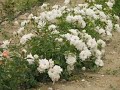 обрезка розы флорибунда, питомник роз полины козловой,  rozarium.biz ,  pruning a floribund rose