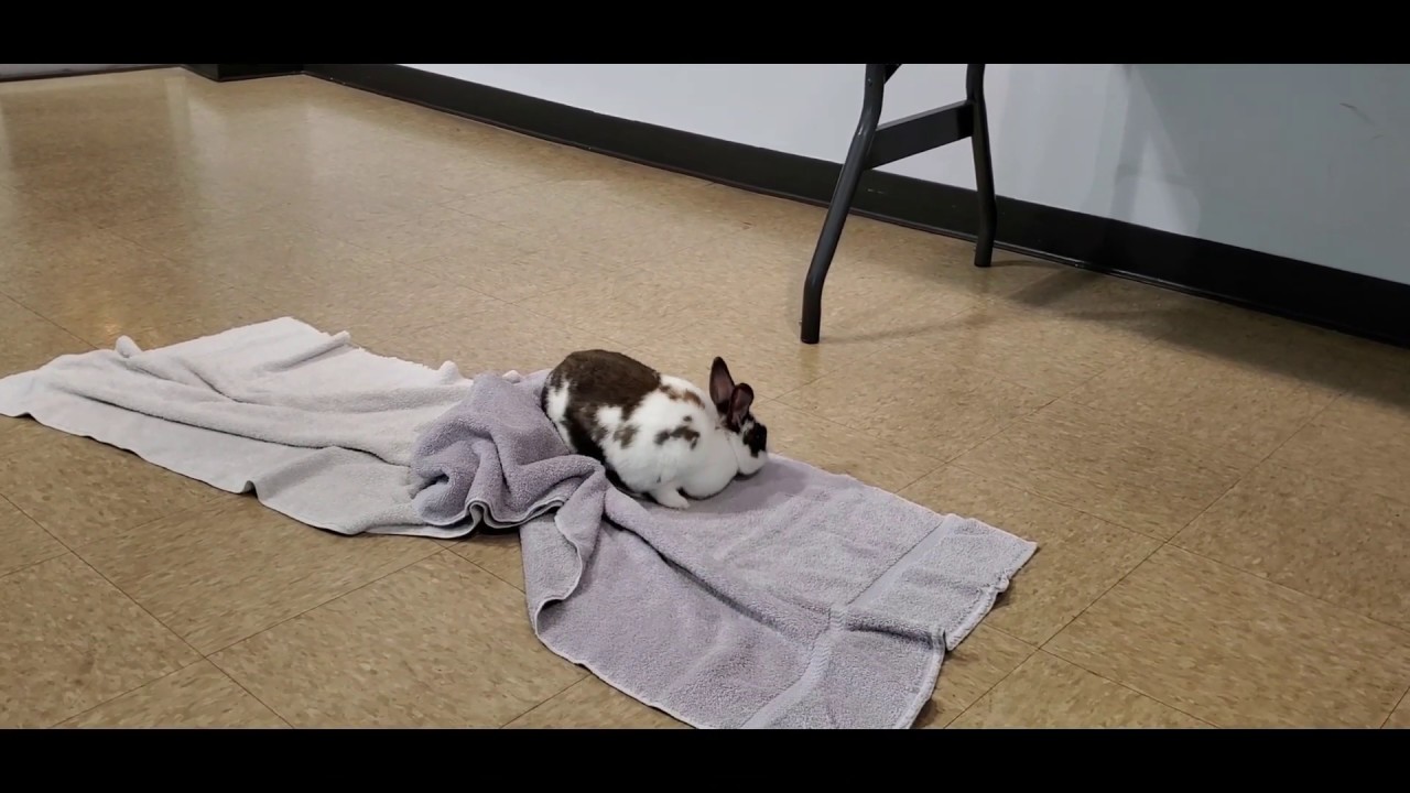 Waffles the Rabbit - YouTube