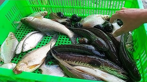 337 . Cắm Câu Cá Lóc Mồi Nhái Khu Nghĩa Trang Liệt sĩ ít Ai Dám Vào | Đất Long An | fishing