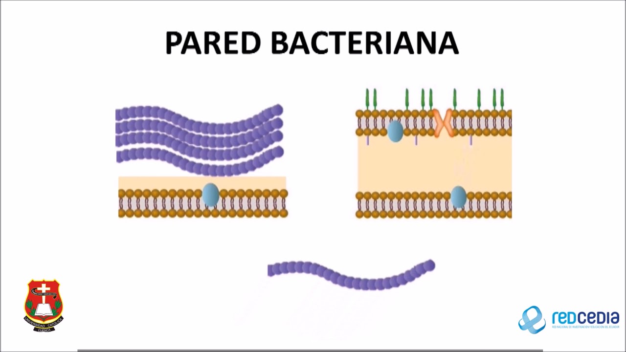 Betalactamicos