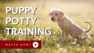 The Secret to Puppy Potty Training