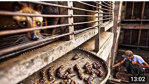 How Civet make World Most Expensive Coffee - Civet Coffee Farming - Coffee Harvest and Processing