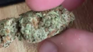 Country Grown Cannabis Gelato Strain Review #mmj #cannabiseducation #420