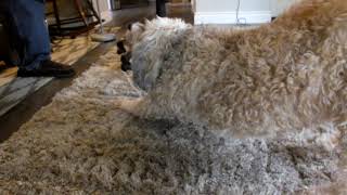 Home Decorators Belmont Greige 5X7 Shag Area Rug
