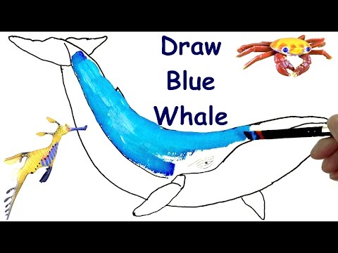 How To Draw A Whale