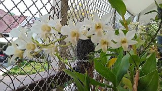 Download lagu Shade orchids blooming this month