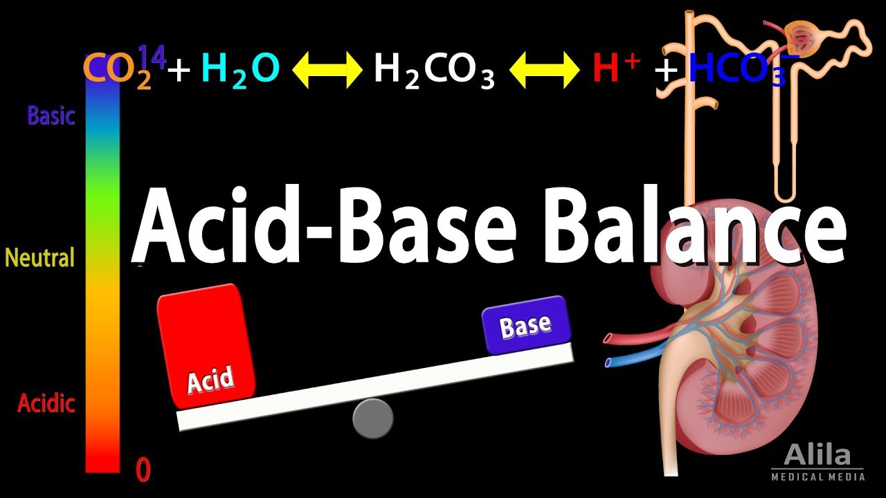 Acid Base Balance Animation