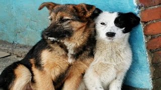 Решение проблемы бездомных животных. Утро с Губернией. GuberniaTV Решение проблемы бездомных животных. Утро с Губернией. GuberniaTV