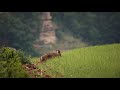 Tiere in der Natur (Baden-Wuerttemberg) 4K