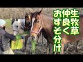 メイショウミモザに頂いた生牧草を仲間におすそ分けしました