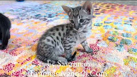 Watch the video about F5 Savannah kitten