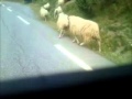 Supermoto vs Animals