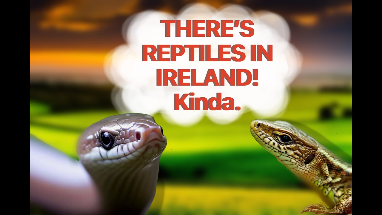 The Mystery Revealed: Why Ireland Has No Native Reptiles, but still has