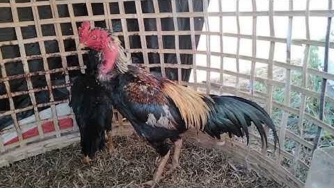 kuv coj peb mu saib qaib sib ncaws nawb