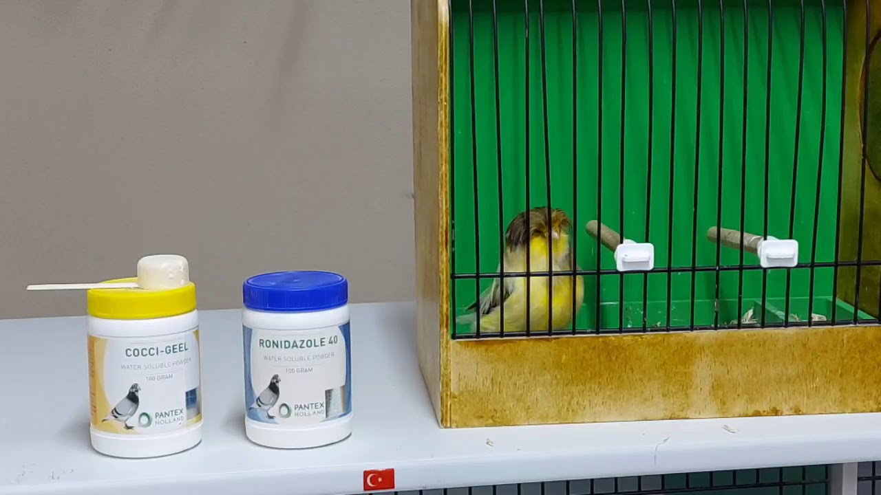 KUŞLARDA DEZENFAKTAN, ÜREME KÜRÜ(KARABENEK), KOKSİDİYOZ VE DAHA FAZLASI CANARY DISEASES