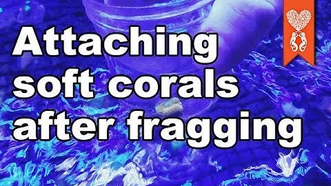 How do you attach or glue soft coral frags like mushrooms and leathers