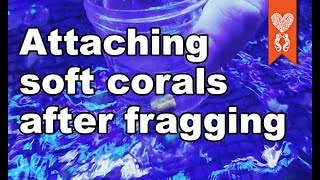 How do you attach or glue soft coral frags like mushrooms and leathers screenshot 5
