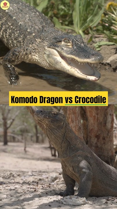 Komodo Dragon vs Crocodile: Clash of Reptile Giants - YouTube