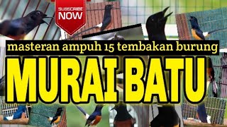 15 suara tembakan murai batu (masteran gantang)