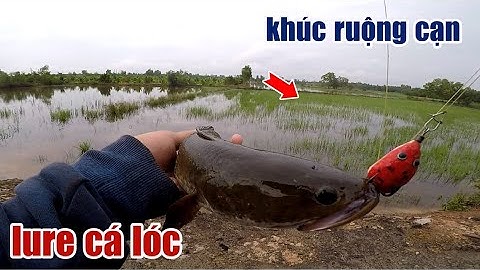 Câu Lure Cá Lóc ● Câu Cá Lóc Mùa Nước Nổi Khúc Ruộng Cạn Và Cái Kết | Tâm Râu Vlog #178